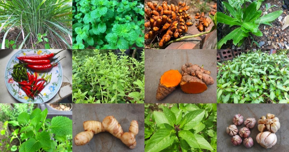 Fresh Vietnamese herbs and spices