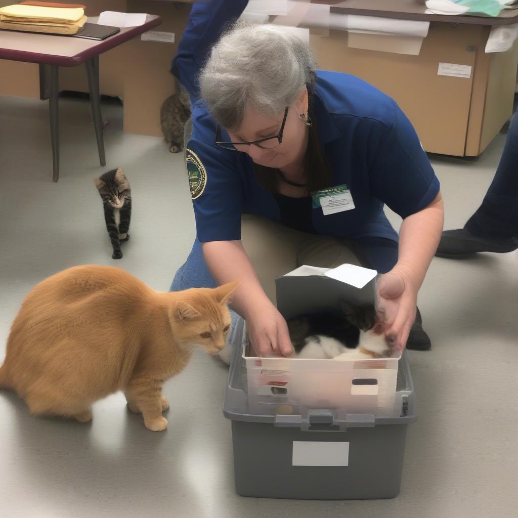 Alley Cat Allies Partnering with Shelters to Improve Cat Welfare